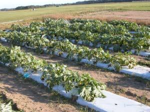 Economic Losses Yield per acre of cucumber, squash, and watermelon was