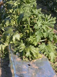 Zucchini Plant Size Sampling conducted after 2003 harvest.