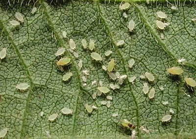 Aphids The most important vectors of plant viruses.