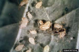 Aphid-transmitted Viruses in Florida Important viruses include WMV-2, ZYMV, CMV, and PRSV-W.