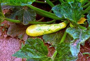 Symptoms in Cucurbita spp. Transmitted in a styletborne non-persistent manner.