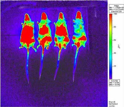 Imaging transgene expression noninvasively Luciferase imaging (firefly