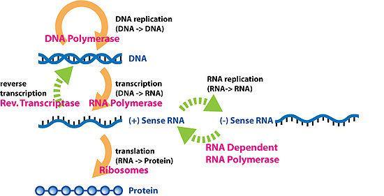 Central Dogma of Molecular Biology: The flow of genetic information in the cell starts at DNA, which replicates to form more DNA.