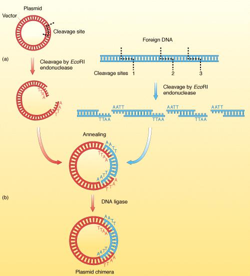 ) making copies Polymerase chain