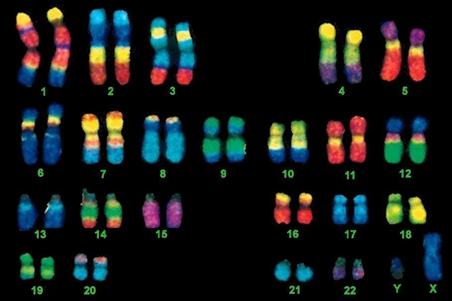 Genetic Testing Chromosome Painting -The technique known as chromosome painting is used to mark the locations of genes on human chromosomes with fluorescent tags.
