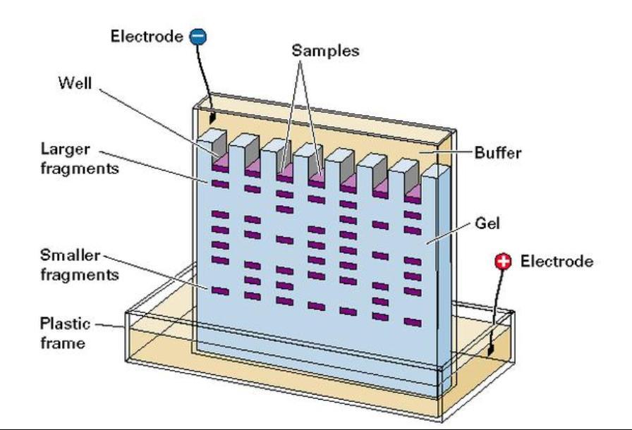 A.) DNA extraction simple chemical process to get DNA out of cell; cells are opened & DNA is