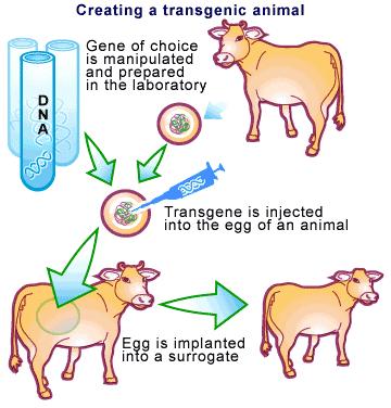 1. Transgenic (GMO) animals: genes inserted into