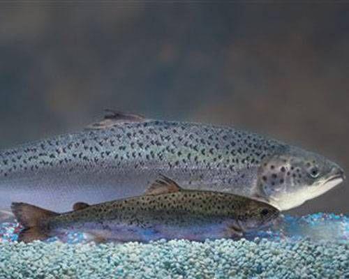 Fast-growing salmon genetically modified salmon grows twice as fast as the conventional