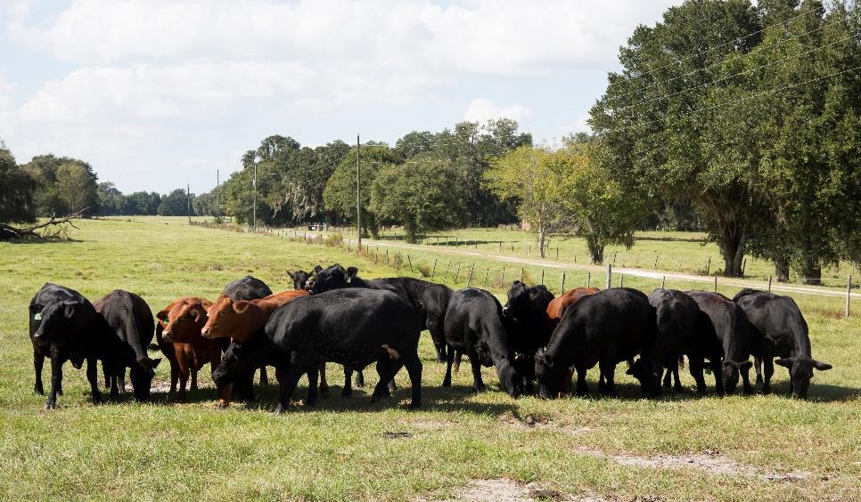 Livestock-Animal Products FDACS estimated losses to