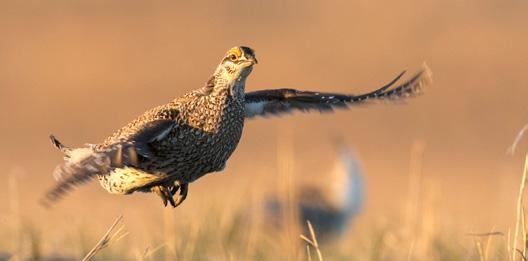 Photo credit: Will Randall FINE FEATHERED FRIEND Protecting the sage grouse in the United States and Canada As a result of threats from energy development and cultivation, as well as catastrophic