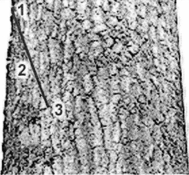 No one other than the feller should be within two treelengths of the tree to be felled. Steps: Felling consists of two main cutting operations - notching and the felling cut.