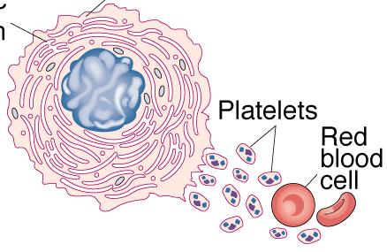 Platelets = Thrombocytes Cytokine stimulating platelet production? Precursor cell in BM: ; polyploid Mechanism?