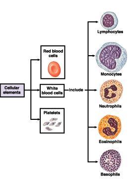 Cellular Components of Blood - Overview 20-40% Total