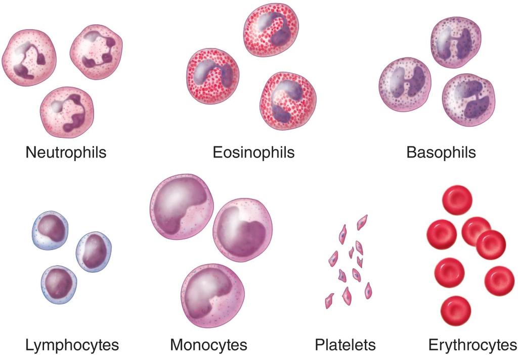 Blood Cells and