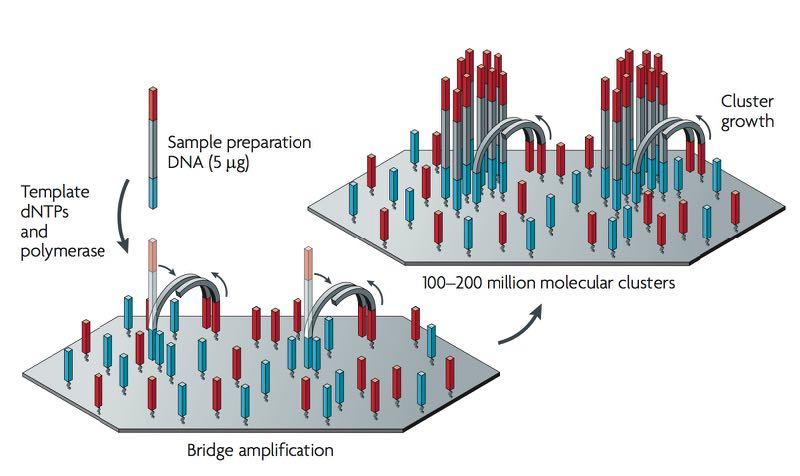 Bridge PR (Illumina): One DNA template/cluster, primers on