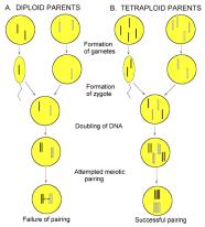 Sickle cell disorder and heterozygote advantage (Remember- Selection results in evolutionary change.) EK 3.C.