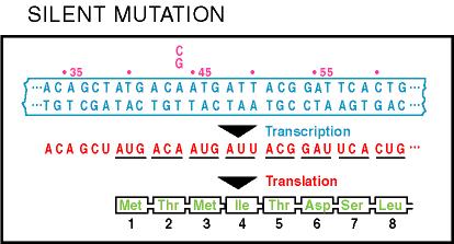 Frameshift Mutations a) Base-pair insertion or deletion b) The result
