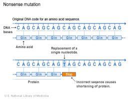 Base-pair substitutions a) Silent mutations 1) Changes to codons that