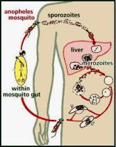 Anopheles mosquito B.