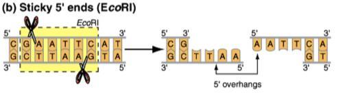 cutting up foreign DNA Cut DNA either: In middle of sequence (blunt ends) Cut DNA either: In middle of sequence (blunt