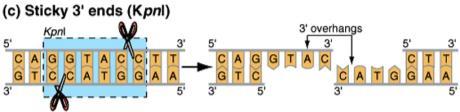 restriction sites Most frequently used to create recombinant DNA (more on that in a bit ) DNA molecules able to carry