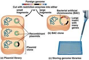 vectors Usually use BACs (Bacterial Artificial Chromosomes) Allow large fragments to be inserted,