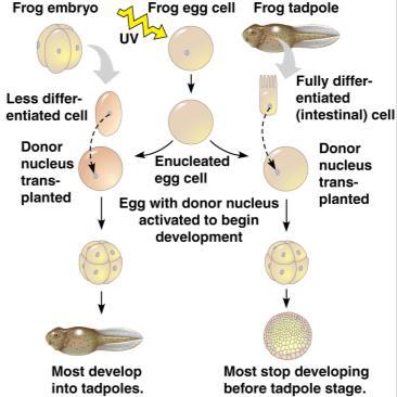 offspring to the parent Reproductive Cloning 