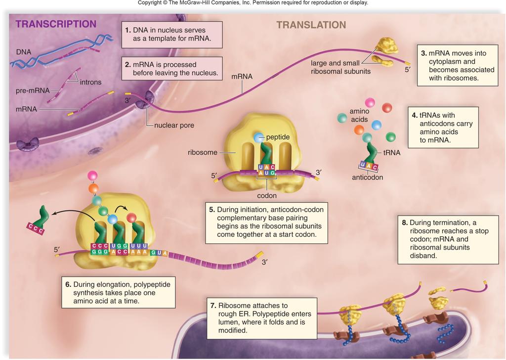 37. Summarize the events of protein synthesis in eukaryotes