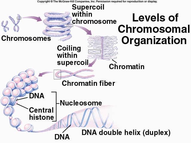 38. Define the terms associated with the structure of a chromosome. (p. 233-234) a. histone - b. nucleosome - c.
