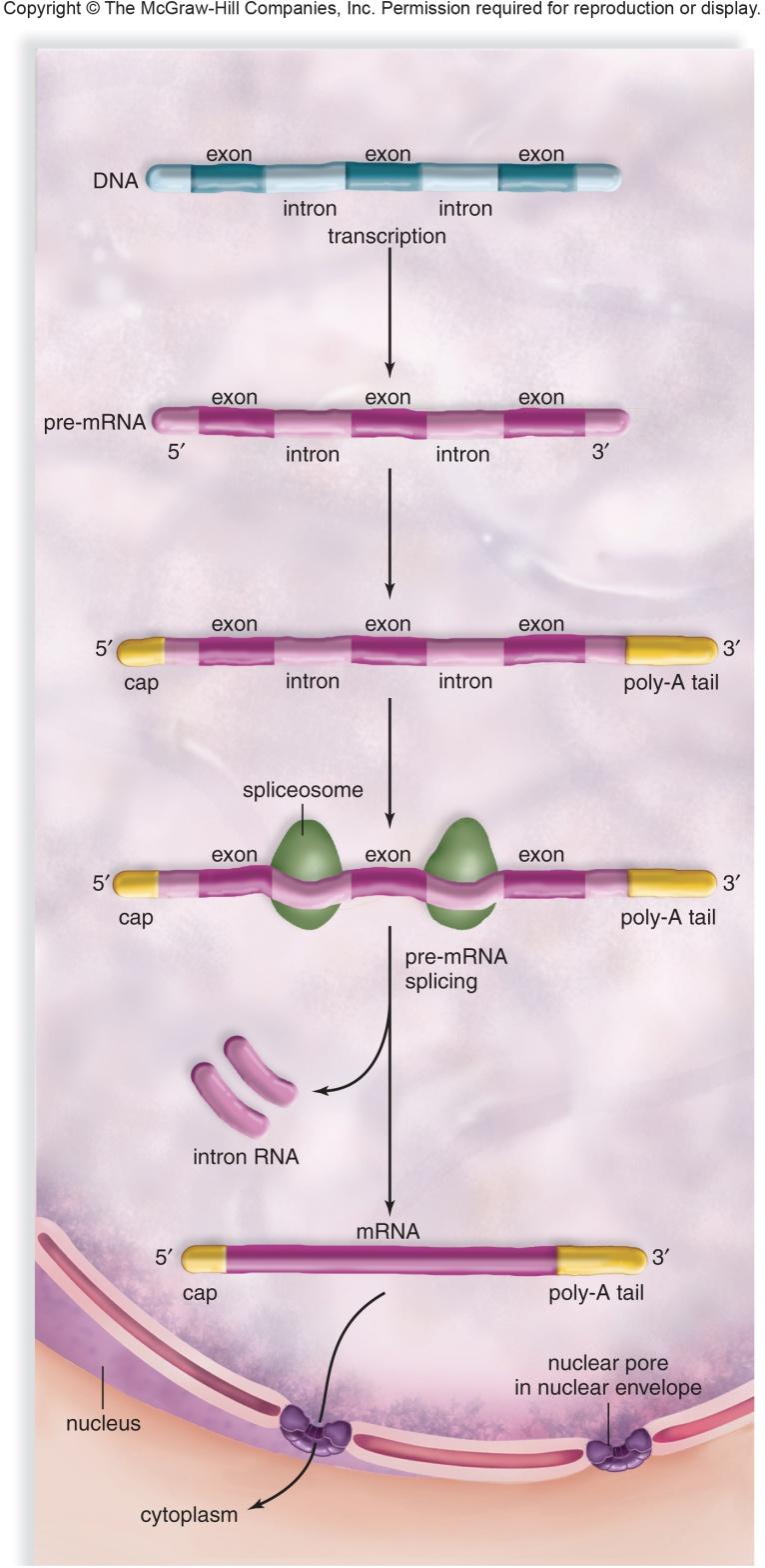 24. Before mrna can be exported out of the nucleus, it has to undergo processing. Describe the structure and function of the 5 cap and the poly-a tail. (p. 226) 25. Define the terms intron and exon.