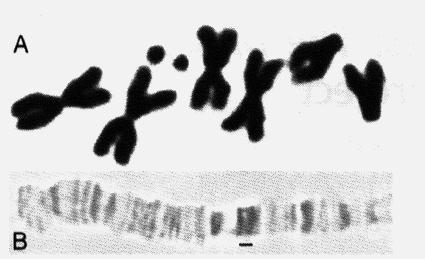 1908 1933 Chromosomes