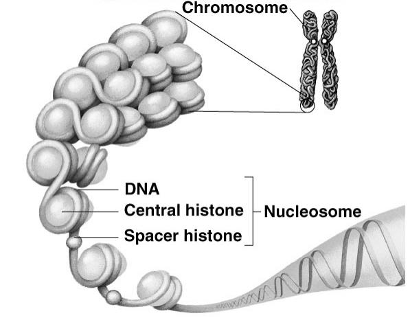 1908 1933 Genes are on chromosomes Morgan s conclusions u