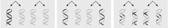 Models of DNA Replication Alternative models u become experimental predictions P