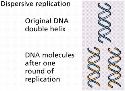 III. DNA ReplicaRon B. Models of ReplicaRon 1. Meselson and Stahl Experiments a. ConservaRve b. SemiconservaRve c.