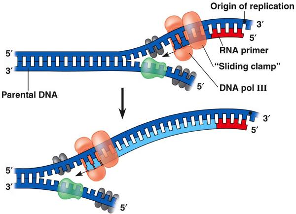 Priming DNA Synthesis RNA primer = short, inieal nucleoede strand that acts as the