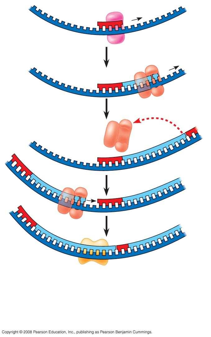 Fig. 16-16b5 Template strand RNA