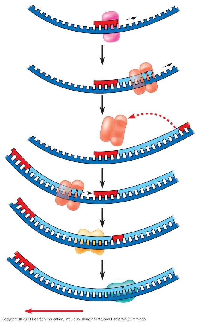 Fig. 16-16b6 Template strand RNA primer 1 Okazaki