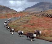 Fact sheet for Heritage sheep http://www.heritagesheep.eu/heritagesheep.
