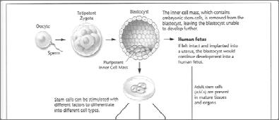 The zygote divides rapidly and after three to five days first forms a compact ball of about 12 cells called a morula, meaning little mulberry.