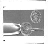 Successful isolation and culturing of the first hescs from a human blastocyst was reported in 1998 by Iames Thomson of the University of Wisconsin at Madison who had cultured ESCs from rhesus monkeys