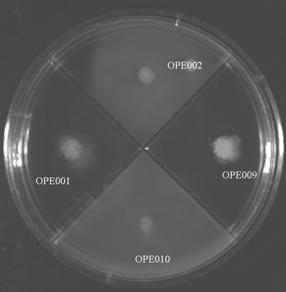 OPE009 that showed a diameter of 3 mm on minimal media (with 0.4% agar) had a larger diameter in the 2 kinds of minimal media.