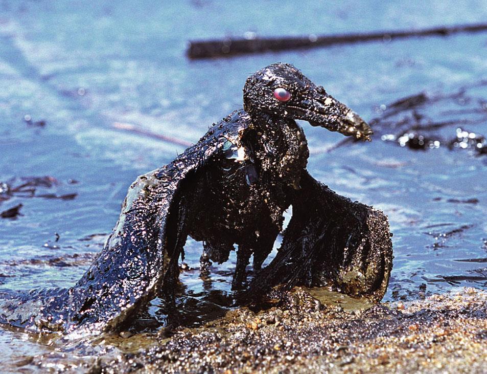 coats birds & marine mammals,, - heavy oil sinks to ocean