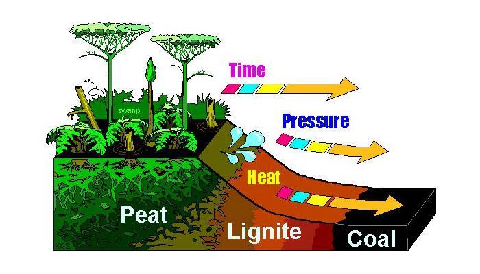 Formation of Coal From least time and fossilization to most Peat (not coal) partially decayed plant matter; high moisture; low heat; found in bogs Lignite Coal