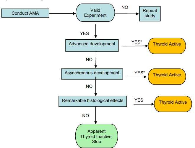 2000 Figure 6. Decision tree for evaluating thyroidal effects in the AMA (from OECD TG 231 (OECD 2009c)).