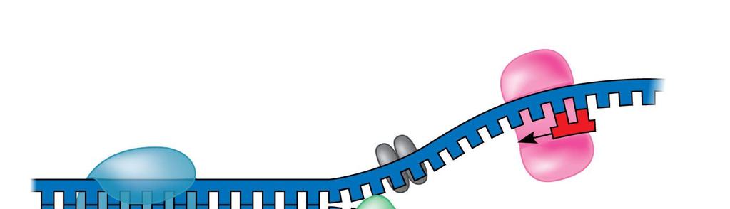 Single- binding proteins (helix destabilizing proteins) bind to each and keep them from reforming the double helix 3.