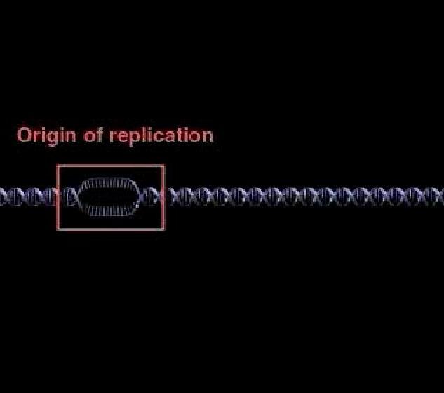 ntiparallel Elongation o elongate the other new, called the lagging, DN polymerase must work