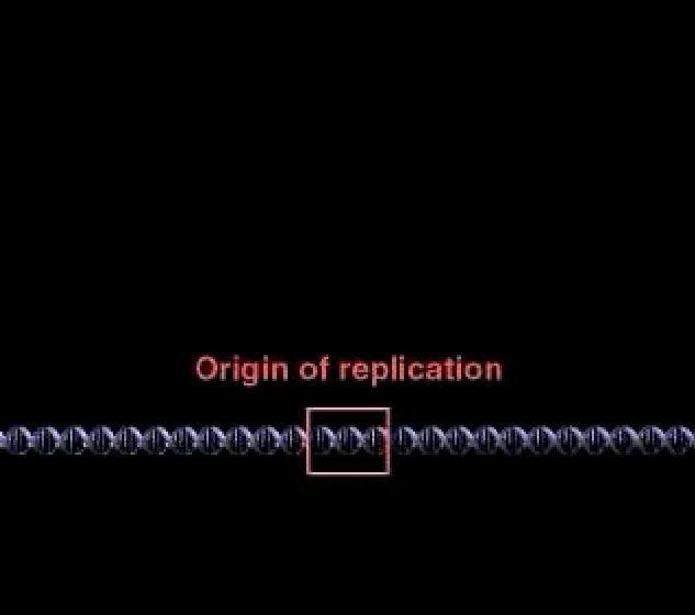 3 DN Replication: loser Look he copying of DN is remarkable in its speed and accuracy More than a dozen enzymes and other proteins participate in DN replication etting Started Replication