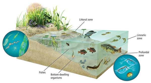 Figure 5 Most of a lake s biodiversity is found in the littoral and limnetic zones. However, many species of bottom dwellers depend on nutrients and materials that drift down from above.