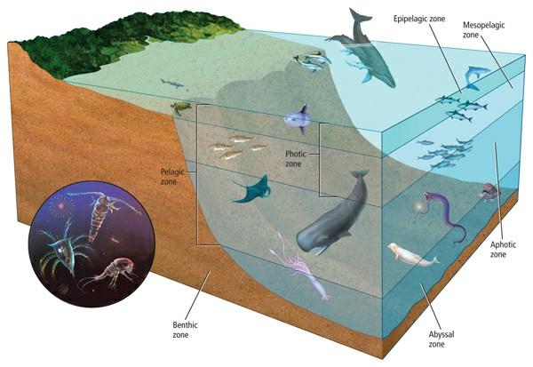 The benthic zone is the area along the ocean floor that consists of sand, silt, and dead organisms. In shallow benthic zones, sunlight can penetrate to the bottom of the ocean floor.