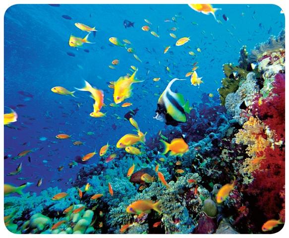 Figure 10 Coral reefs off the southern tip of Florida are among the world s largest and most diverse reefs. /?Corbis VOCABULARY WORD ORIGIN Photic comes from the Greek word photos, meaning light.